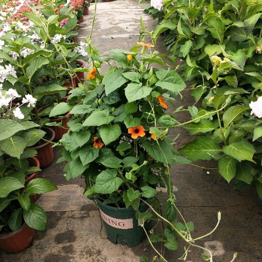 黑眼苏珊盆栽耐热阳台花卉庭院攀援植物