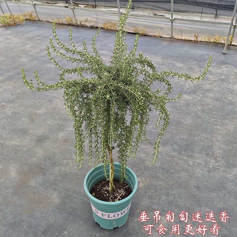 香草植物 迷迭香盆栽 耐寒芳香花卉绿植 匍匐迷迭香可食用 多年生