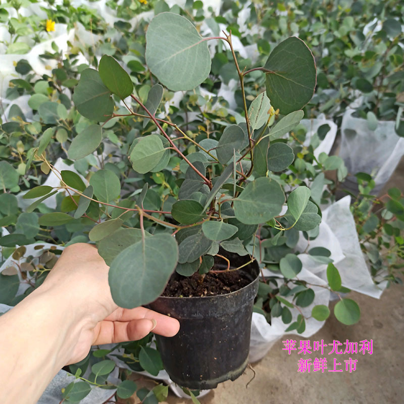 大圆叶尤加利盆栽庭院木本花卉观叶植物浓香阳台驱蚊心叶苹果桉苗-封面