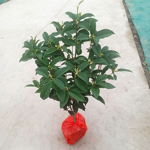 桂花树盆栽金桂矮桩黄金浓香型银大树沉香老桩小桂花树苗盆景