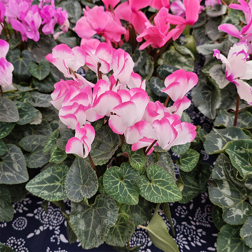 球根花卉仙客来室内花卉