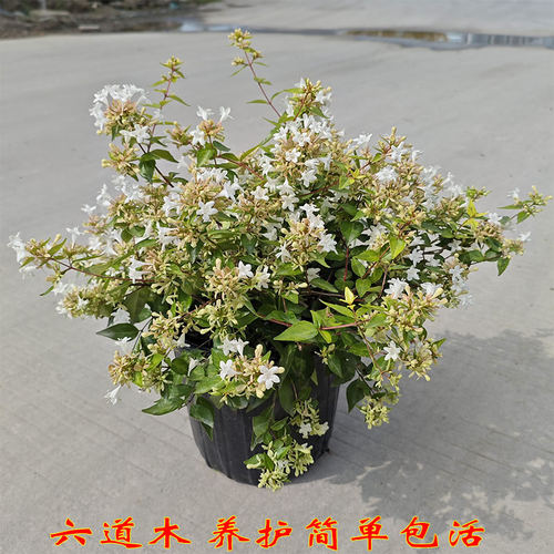 六道木矮生灌木养护简单庭院花卉