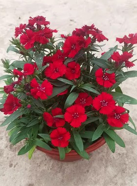 耐寒五彩欧石竹花苗盆栽绿石竹绣球芳香花卉庭院矮小花草