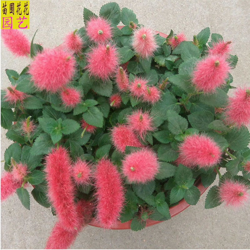 岁岁红盆栽红樱吊兰狗尾红色吊兰植物垂吊花卉阳台庭院绿植