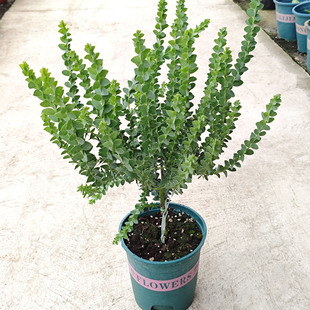 网红三角刀叶尤加利盆栽室内阳台庭院花卉植物四季常青好养易活