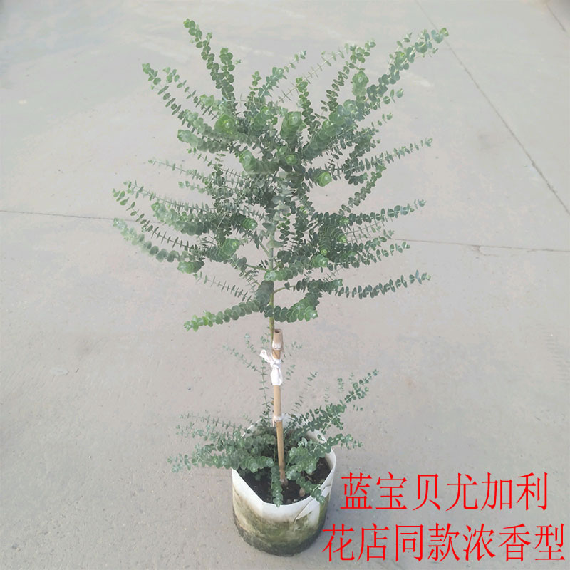 棒棒糖蓝宝贝尤加利盆栽四季芳香钱串串圆形浓香叶绿植苗庭院阳台-封面