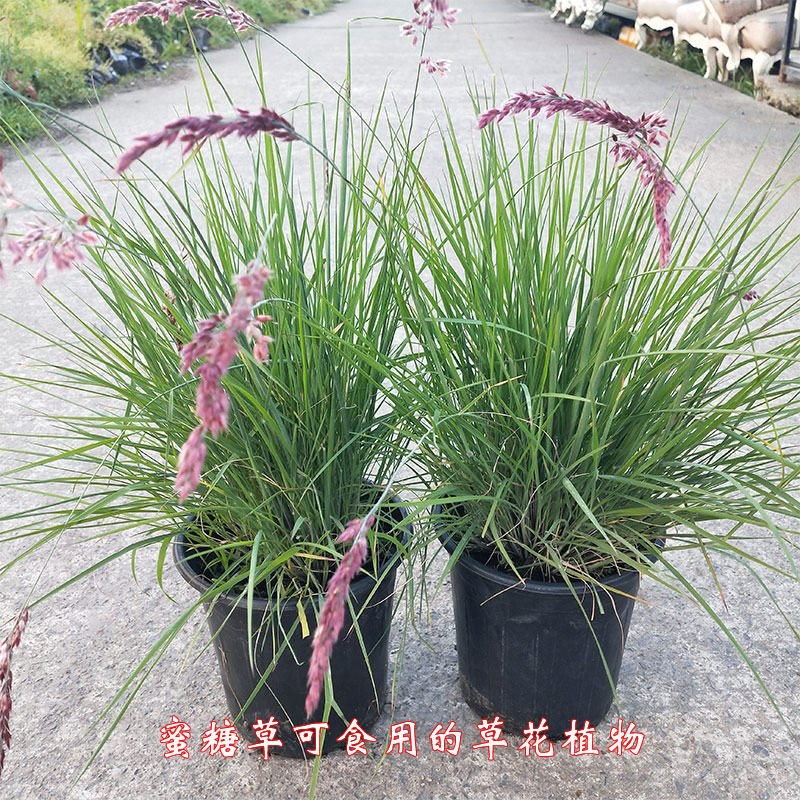 坡地毛冠草蜜糖草红花草本植物盆栽庭院多年生食用花卉有甜味易活
