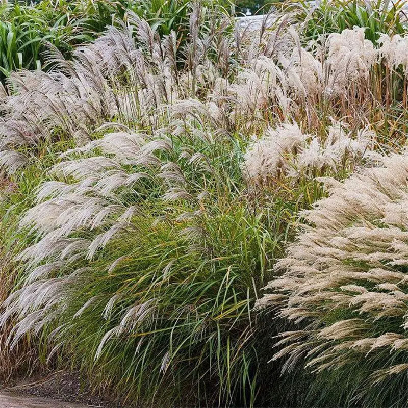 细叶芒盆栽禾本科芒属植物多年生暖季型观赏草本花卉庭院易活耐热