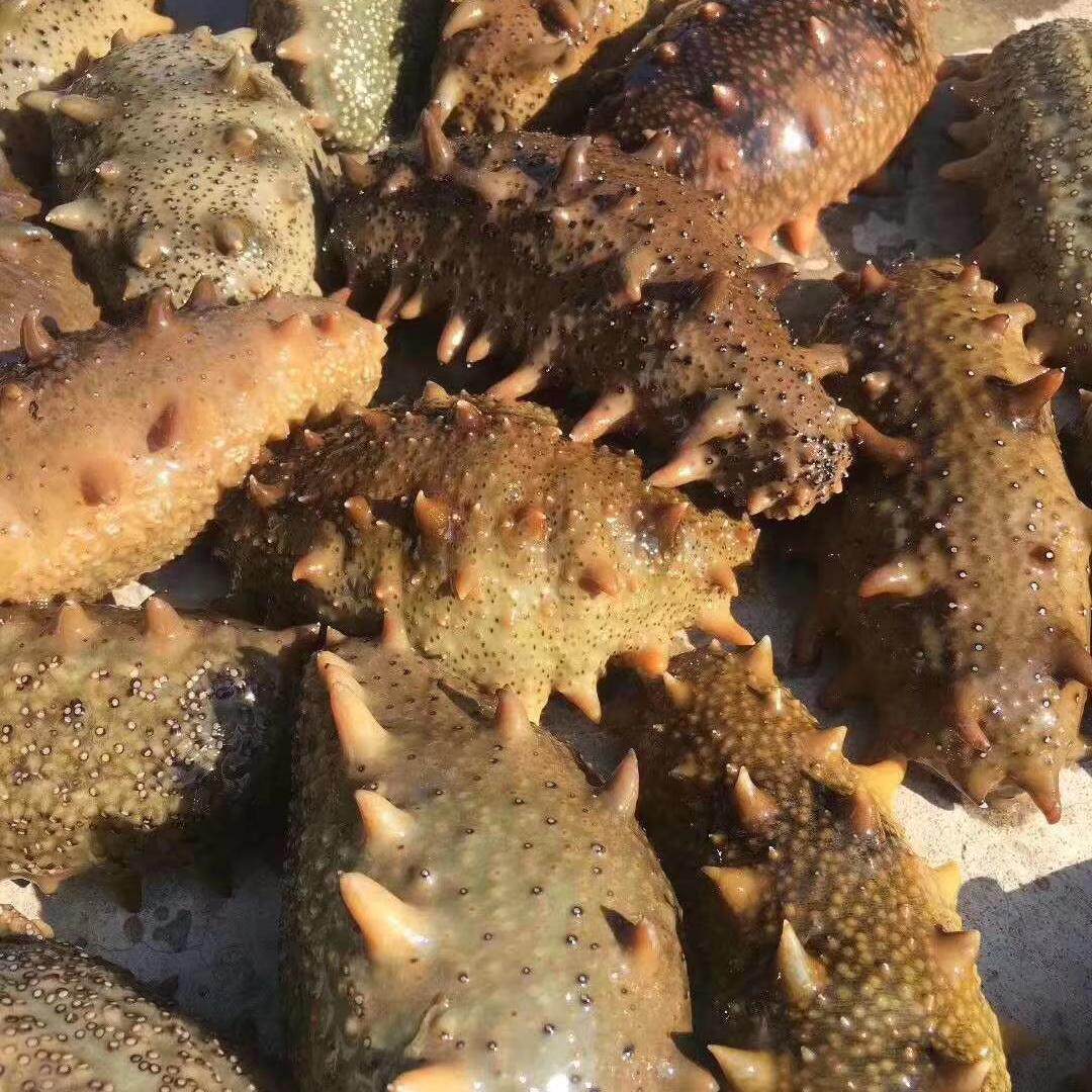 鲜活海参威海刺参辽刺参新鲜水产
