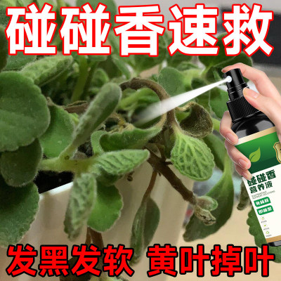 碰碰香免稀释液体肥料生根防黄叶干瘪治发软黄叶叶片发黄掉叶p1
