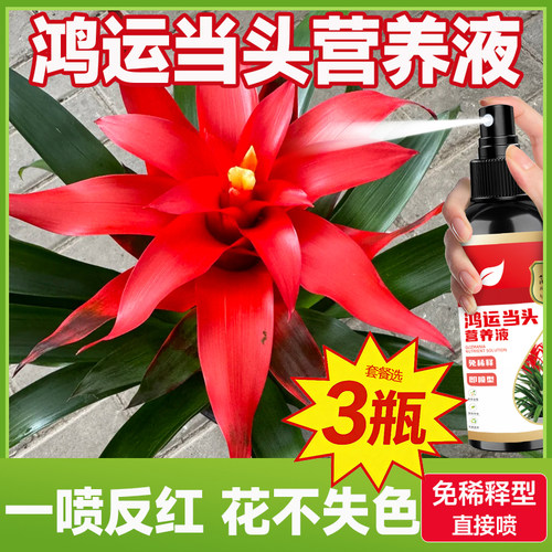 鸿运当头营养液开花促花家庭盆栽叶子烂根防黄叶营养液生长期花卉