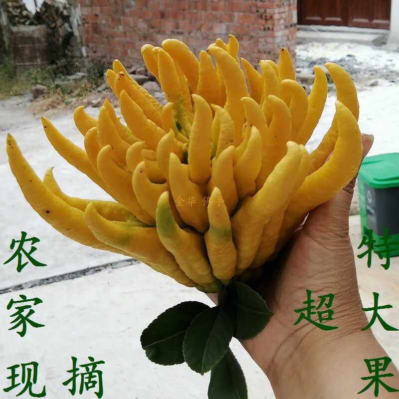 特大金佛手五指 鲜果柑香橼瓜橘膏花观赏闻香摆放供佛 超净化空气