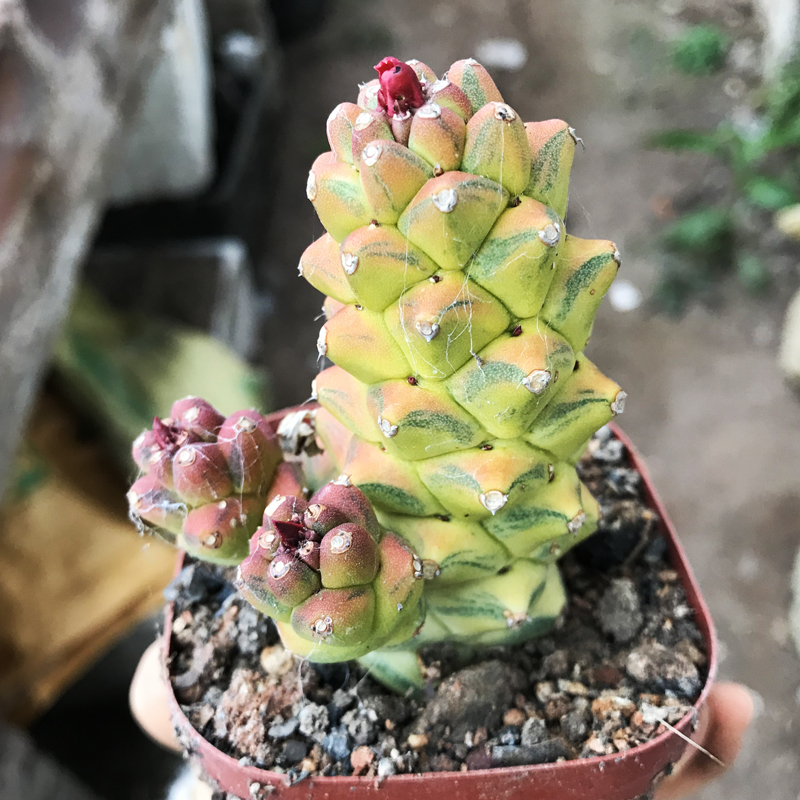 将军阁锦多肉植物仙人球大戟科群生植物花卉盆栽稀有红黄色防辐射