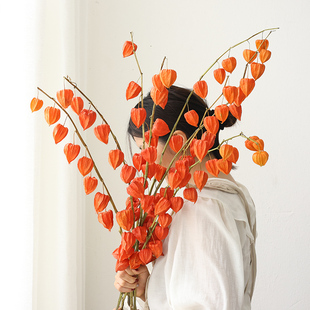 进口灯笼果酸浆果干花花束客厅摆设红果发财果天然风干高级感真花