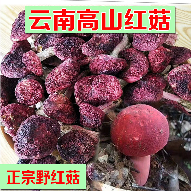 云南野生红菇干货大红菇菌菇类野生菌高山红菇云南特产送礼品