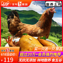买一送一原品 百年栗园散养500天老母鸡1.25kg 土鸡笨鸡整鸡炖汤