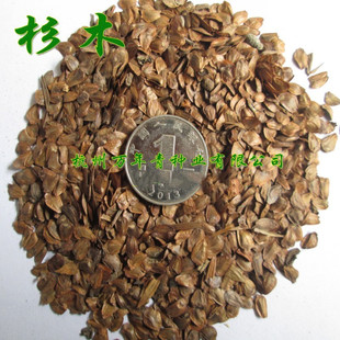 杉木种子柳杉种子冷杉种子池杉南洋杉水杉落羽杉种子刺衫速生杉木