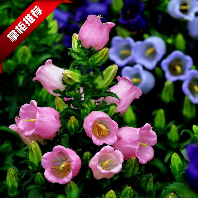 四季易播种风铃花金铃花钟花瓦筒花种子易发芽盆栽花卉室内外包邮