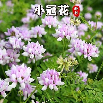 多年生琉璃苣种子小冠花包邮