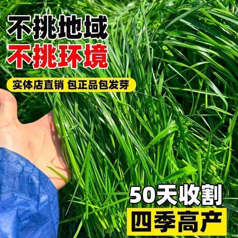 冬牧70黑麦草种子四季高产草籽畜牧养殖家禽喜食多茬收割牧草种籽