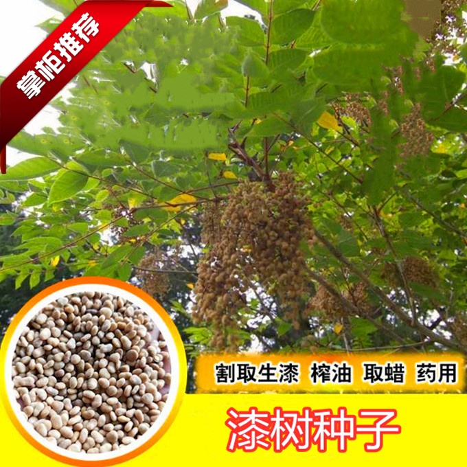 漆树种子新采种子漆树籽大红袍生漆树金漆树大小木漆种籽包邮春季