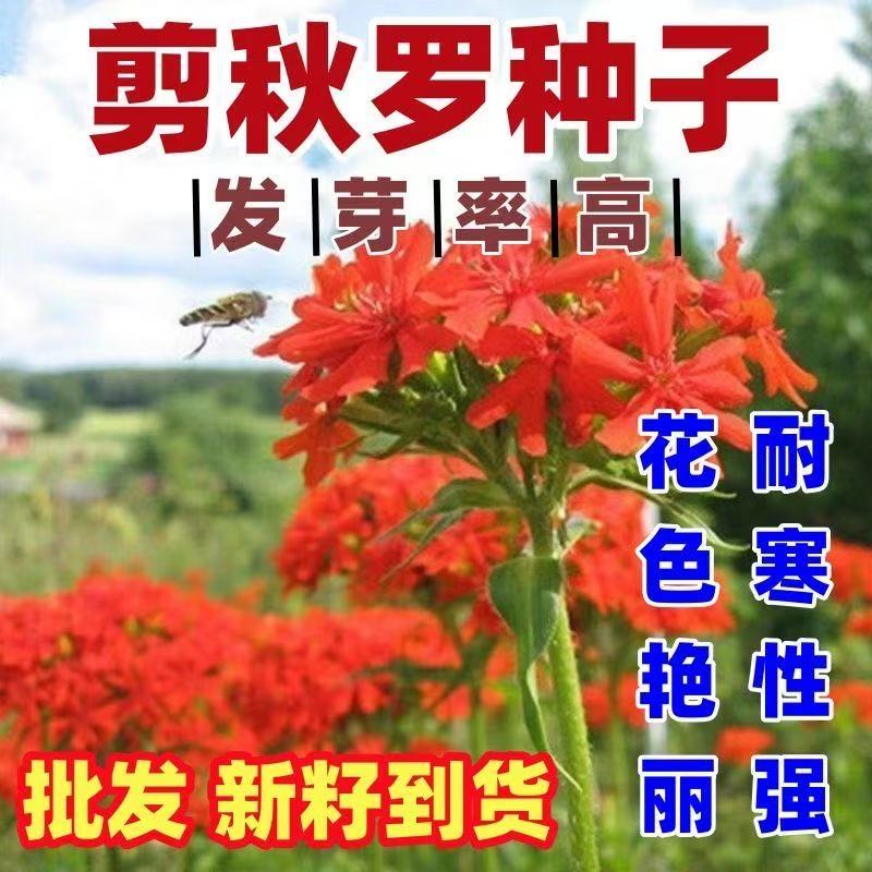 大花剪秋萝种子红花绿化别墅庭院阳台花草种子花卉盆景包邮