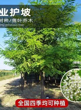 刺槐种子洋槐树食用槐花蜜源花卉固土护坡行道树园林绿化速生树种