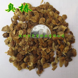 新采香椿种子臭椿种子椿树风景绿化林木护坡灌木植物树种28元/斤