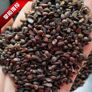 苹果种子当年新四季播水果种子苹果树的种子室内盆栽梨树种子包邮