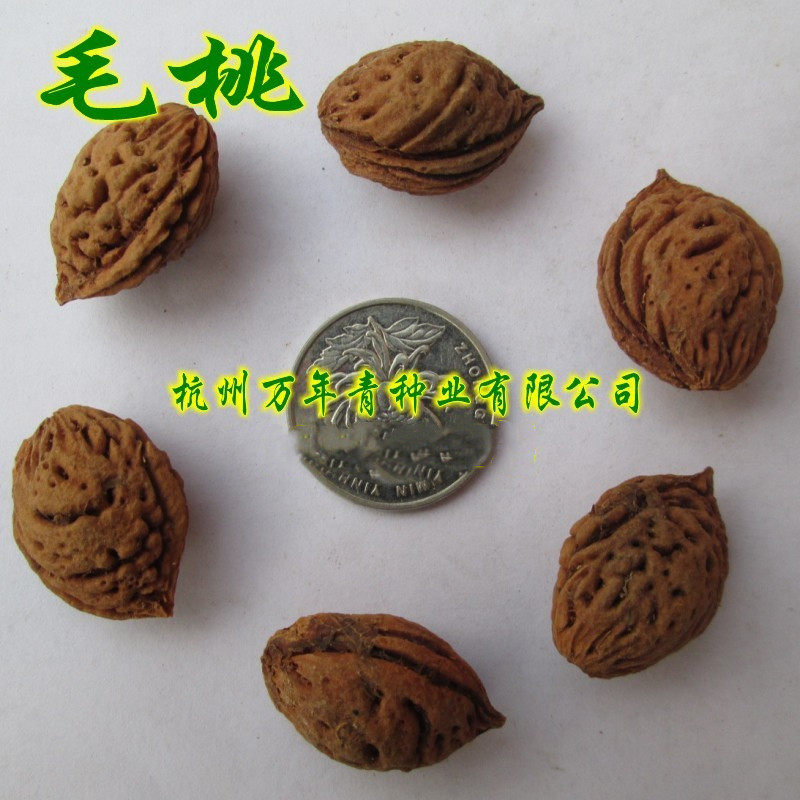 毛桃种子新采收 林木种子碧桃种子 桃树种子毛桃树种子 山桃种子