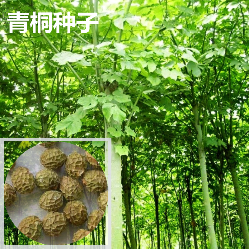 青桐青桐树种子绿化青皮梧桐树种子法国梧桐树种子法桐种子梧桐籽