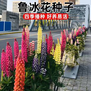 鲁冰花种子羽扇豆多年生春夏秋季播花卉林下种植草花耐荫全国包邮