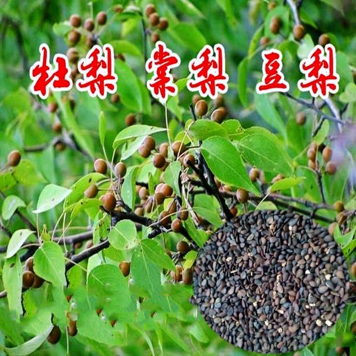 种子海棠野生南方砧木杜梨包邮