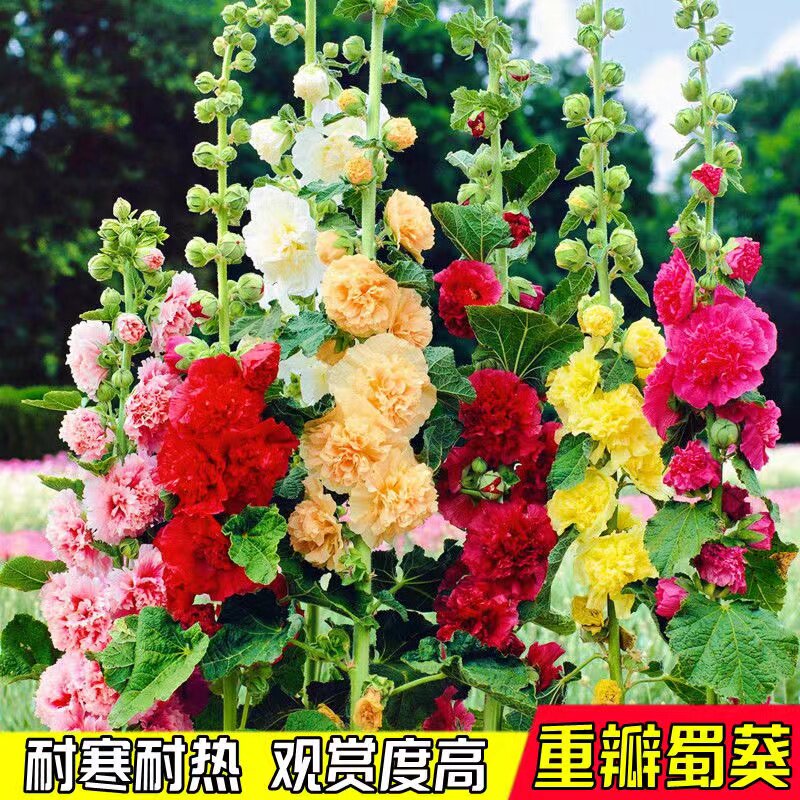 重瓣混色七彩多年生雏菊种子