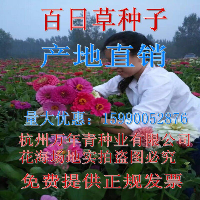 百日草种子步步高种子火球花种子对叶菊种子秋罗种子步步登高种子