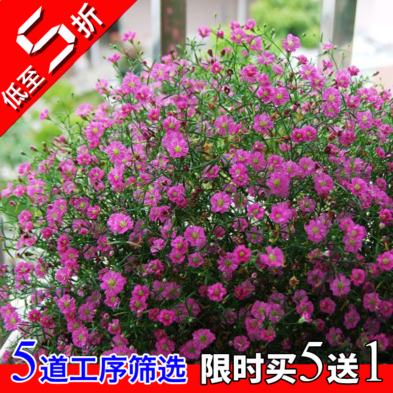 四季易种满天星混色草花种子室内阳台盆栽野花组合花卉草籽包邮