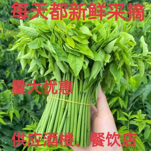 顺丰潮汕菜海南树仔菜五指山野菜天绿香新鲜采摘酒楼特供潮汕菜
