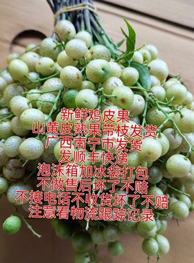 广西野生山黄皮熟果新鲜摘鸡皮果带枝发货发顺丰快递不做售后