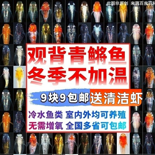 冷水不加温不打氧灯鳉鱼观背青鳉