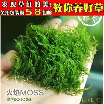 自养火焰莫丝莫斯水草/烈焰莫斯/虾缸8*8好养草坪哦