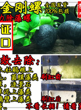 进口黑金刚强效除藻媲美观赏螺