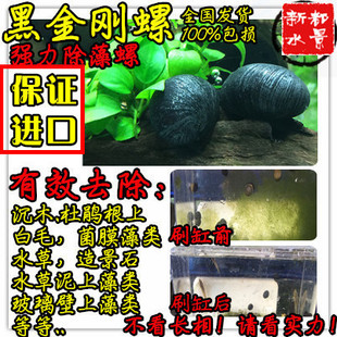 观赏螺 除藻螺 进口刷缸黑金刚螺 强效除藻 媲美鲍鱼螺军帽螺