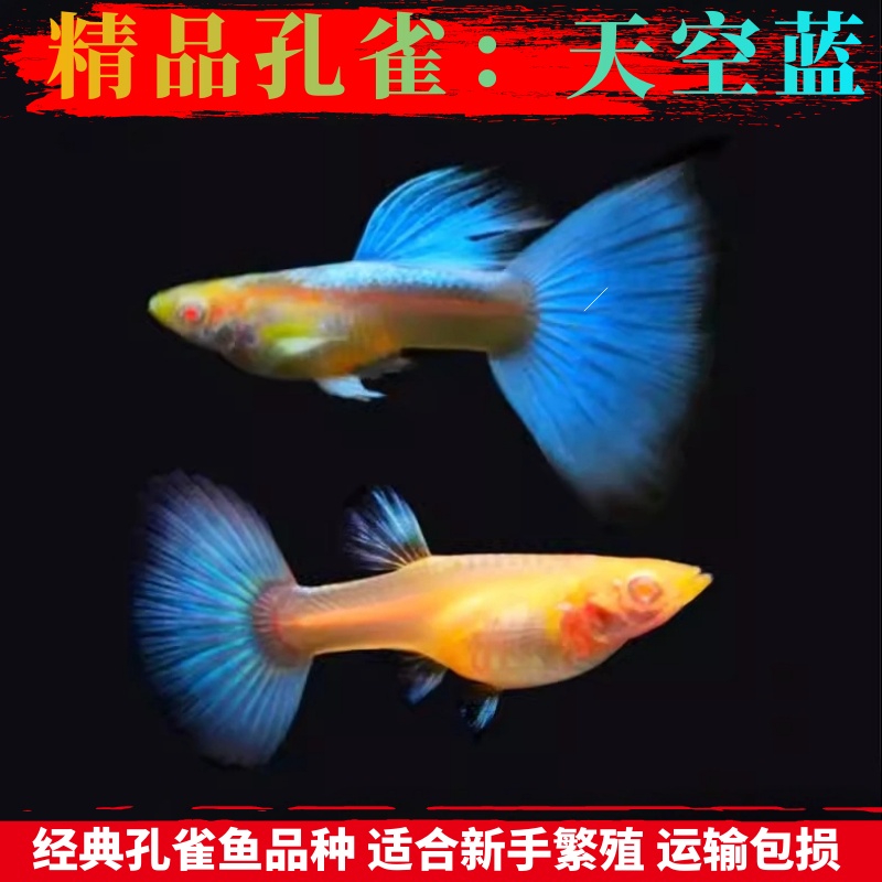 红绿灯天空蓝新手繁殖孔雀鱼公母
