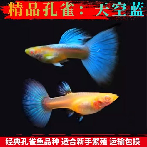 红绿灯天空蓝新手繁殖孔雀鱼公母
