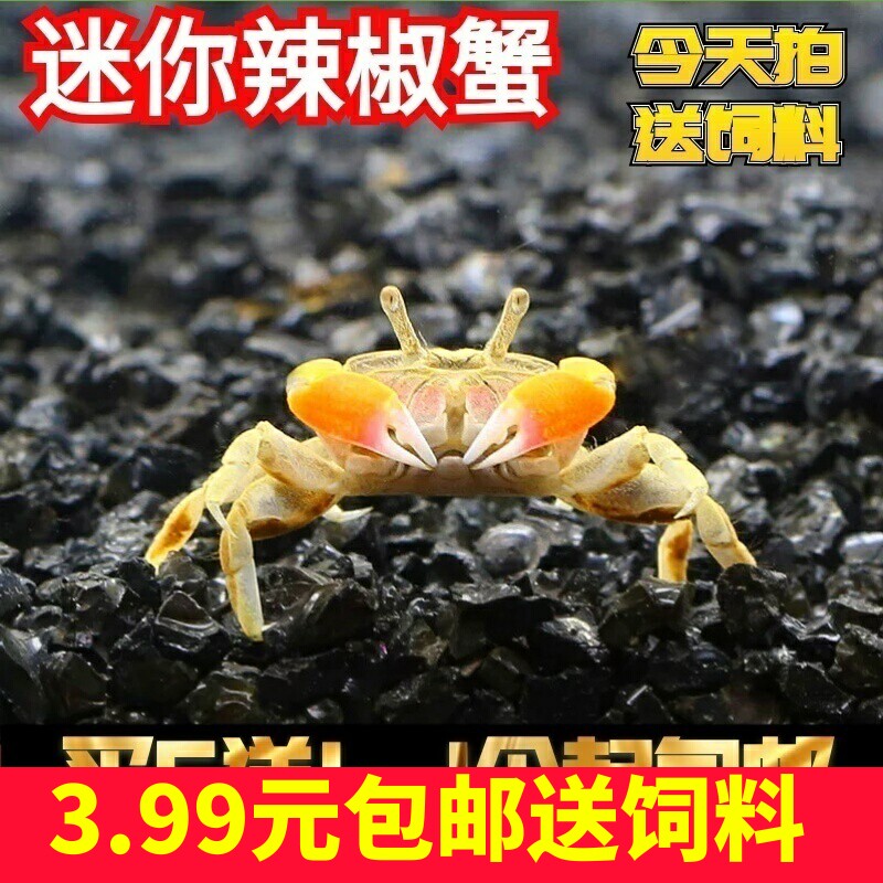 将军蟹迷你蟹辣椒蟹相手蟹观赏迷你蟹螃蟹观赏蟹活体吃虫除藻包邮