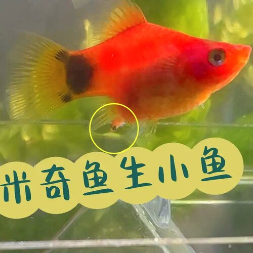 好繁殖新都水景公母胎生鱼淡水鱼