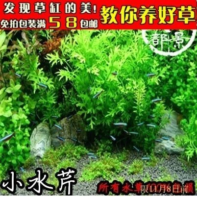鱼缸活体出口级水芹中后景优质