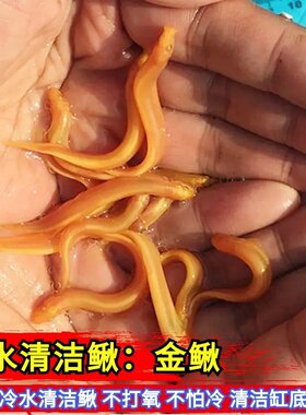 新都水景公母泥鳅冷水淡水的好养