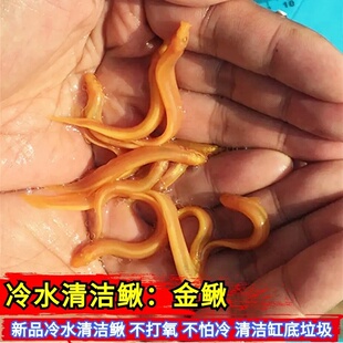 活体观赏鱼清洁鱼金色泥鳅清道夫底层鱼可混养新手鱼清洁缸底垃圾