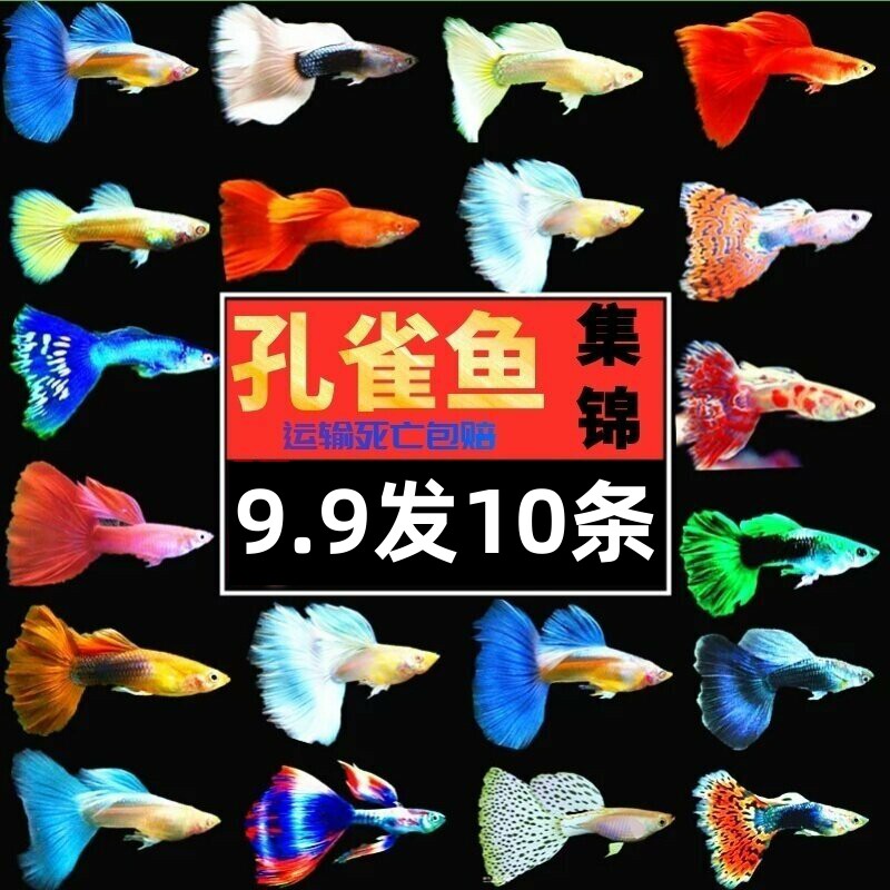 观赏鱼孔雀鱼胎生鱼凤尾鱼淡水鱼新手鱼直接生小鱼活体鱼纯种包邮